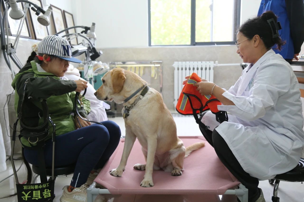 图为训练师在基地训练导盲犬